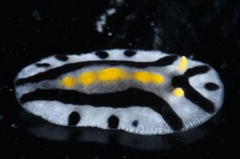 Media type: image;   Malacology 393807 Description: live specimen;